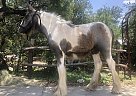 LOR Skye - Stallion in Helotes, TX LOR Skye - Stallion in Helotes, TX