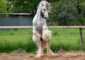 Gypsy Vanner (Gypsy Vanner, Stallion) in Helotes, TX
