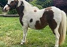 Jolene - Mare in Roseville, CA Jolene - Mare in Roseville, CA