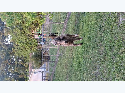 Miniature Horse
