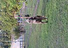 Miniature - Horse for Sale in Jacksonville, FL 32218 Miniature - Horse for Sale in Jacksonville, FL 32218
