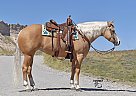 Quarter Horse - Horse for Sale in Bayard, NE 69334