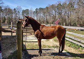Paso Fino (Paso Fino, Mare) in Saluda, VA