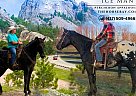 Percheron - Horse for Sale in Loretto, KY 40037