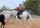 Quarter Horse - Horse for Sale in Pflugerville, TX 78660