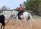 Quarter Horse - Horse for Sale in Pflugerville, TX 78660 Quarter Horse - Horse for Sale in Pflugerville, TX 78660