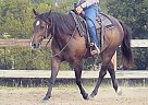Quarter Horse - Horse for Sale in Pflugerville, TX 78660