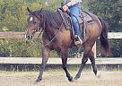 Quarter Horse - Horse for Sale in Pflugerville, TX 78660 Quarter Horse - Horse for Sale in Pflugerville, TX 78660