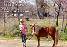 Pony - Horse for Sale in Antlers, OK 74523