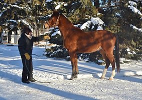 Warmblood (Warmblood, Gelding) in Annandale, MN