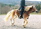 Haflinger - Horse for Sale in Upton, KY 42784 Haflinger - Horse for Sale in Upton, KY 42784