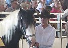 A WOW Gypsy Mare Lexie