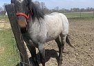 Paint - Horse for Sale in Wakarusa, IN 46573