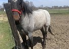 Paint - Horse for Sale in Wakarusa, IN 46573 Paint - Horse for Sale in Wakarusa, IN 46573