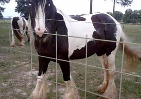 Gypsy Vanner (Gypsy Vanner, Mare) in Vienna, GA