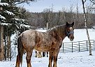 Belgian Draft - Horse for Sale in Sebeka, MN 56477 Belgian Draft - Horse for Sale in Sebeka, MN 56477