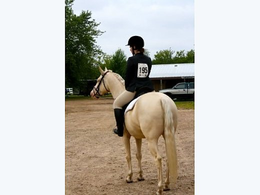 Dressage, Trail, Western English Pleasure, Trail, Kid Husband Safe All Around Ge
