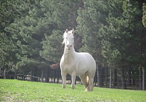 Dressage (Quarter Horse, Gelding) in Stevens Point, WI