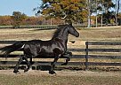 Friesian - Horse for Sale in Los Angelos, CA 