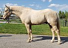 Rooster - Gelding in Shelbyville, KY Rooster - Gelding in Shelbyville, KY