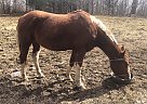 Paint - Horse for Sale in Petersburg, NY 12138