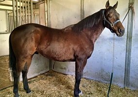 Thoroughbred (Thoroughbred, Gelding) in Middletown, DE