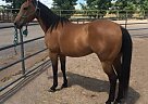 - Gelding in Riverton, WY - Gelding in Riverton, WY