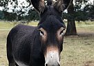Donkey - Horse for Sale in Toledo, WA 98591