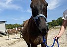 Charlie - Gelding in Fremont, NC Charlie - Gelding in Fremont, NC