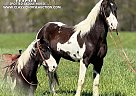 Spotted Saddle - Horse for Sale in Whitley City Ky, KY 42653