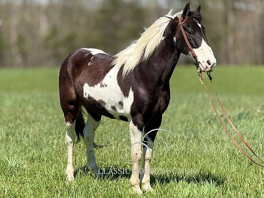 Spotted Saddle