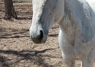 Quarter Horse - Horse for Sale in Boulder, CO 80301 Quarter Horse - Horse for Sale in Boulder, CO 80301