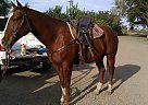 - Gelding in Merced, CA - Gelding in Merced, CA