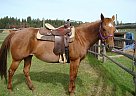 Paint - Horse for Sale in Filer, ID 83328 Paint - Horse for Sale in Filer, ID 83328