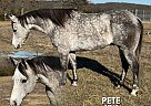 Quarter Horse - Horse for Sale in Vichy, MO 65580 Quarter Horse - Horse for Sale in Vichy, MO 65580