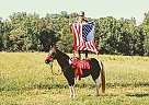 Duke of Destiny - Gelding in Advance, NC Duke of Destiny - Gelding in Advance, NC