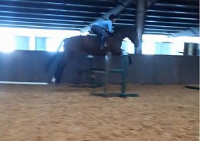 Thoroughbred (Thoroughbred, Mare) in Canyon, TX