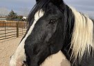 Paint - Horse for Sale in Littleton, CO 80125 Paint - Horse for Sale in Littleton, CO 80125