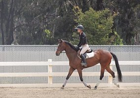 Thoroughbred (Thoroughbred, Mare) in Costa Mesa, CA