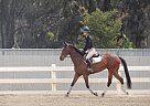 Thoroughbred - Horse for Sale in Costa Mesa, CA 92627 Thoroughbred - Horse for Sale in Costa Mesa, CA 92627