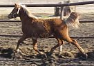 Connemara Pony Mare for Sale in Okotoks, Alberta Connemara Pony Mare for Sale in Okotoks, Alberta