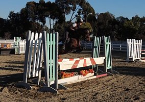 Thoroughbred (Thoroughbred, Gelding) in Costa Mesa, CA