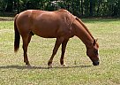 Quarter Horse - Horse for Sale in McAlpin, FL 32062 Quarter Horse - Horse for Sale in McAlpin, FL 32062