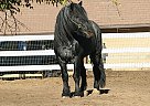 Belgian Warmblood - Horse for Sale in Wilsonville, OR 