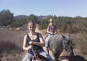 Warmblood (Warmblood, Stallion) in Wilsonville, OR
