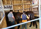 Diesel - Gelding in Chillicothe, OH Diesel - Gelding in Chillicothe, OH