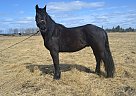 Friesian - Horse for Sale in Fort St. John, BC V0C 1G0 Friesian - Horse for Sale in Fort St. John, BC V0C 1G0