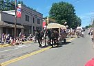 Team Of Percheron's and Wagon $1... Percheron