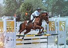 7 YO Chestnut AQHA Quarter Horse... Quarter Horse Gelding