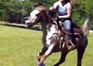all Around Horse for Lease Sis